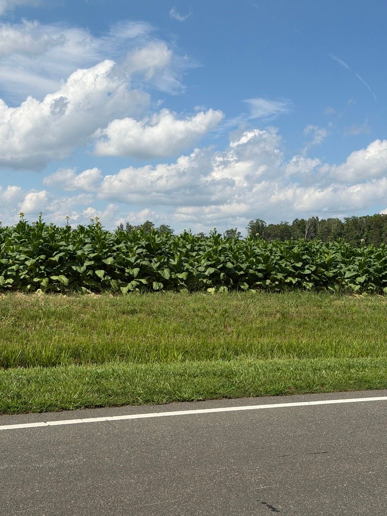 Farmland and open sky near Bahama and Rougemont, North Carolina
