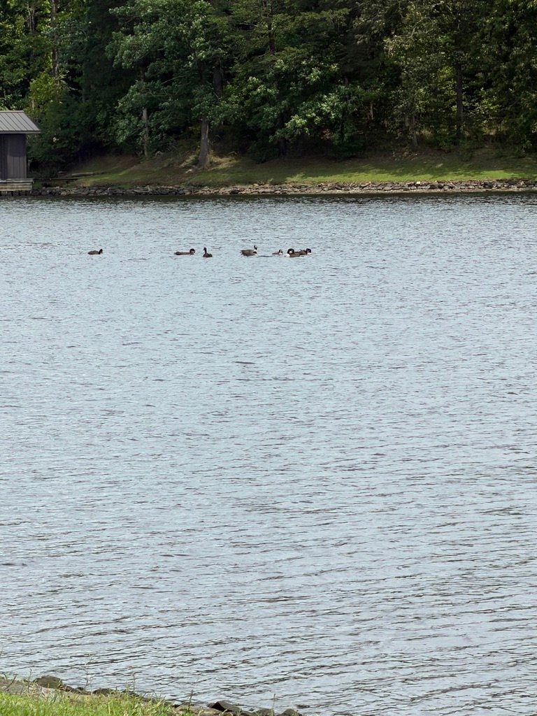 Geese enjoying the water at Hyco Lake